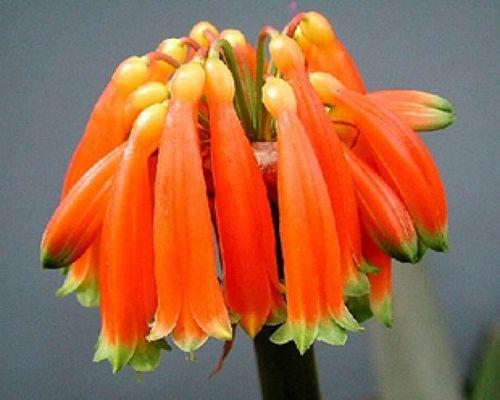 君子兰苗多久能开花结果？需要哪些条件才能促进开花？