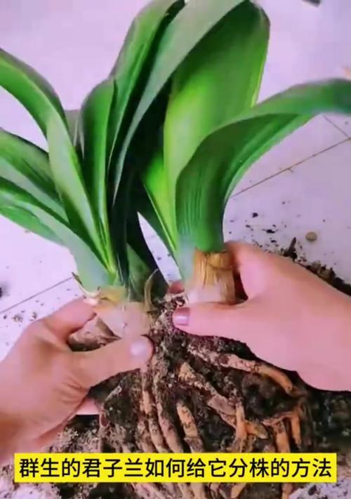 君子兰苗多久能开花结果？需要哪些条件才能促进开花？