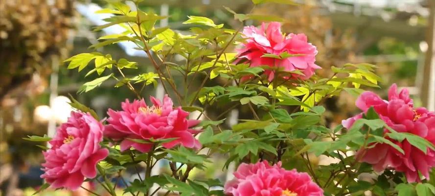 牡丹花邂逅剪枝的正确方法是什么？