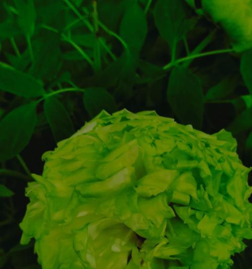 牡丹花邂逅剪枝的正确方法是什么？