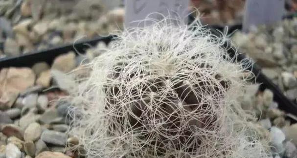 黛丝尤仙人球分侧芽的正确方法是什么？