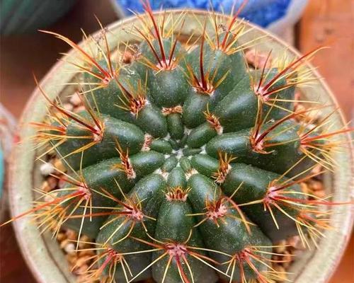 黛丝尤仙人球分侧芽的正确方法是什么？