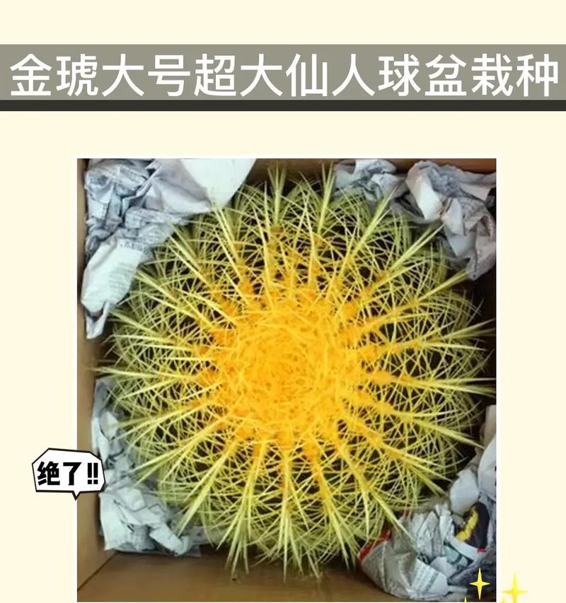 仙人球植物最适合使用哪种类型的盆栽？选择盆栽时应注意什么？