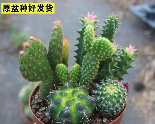 仙人球植物最适合使用哪种类型的盆栽？选择盆栽时应注意什么？