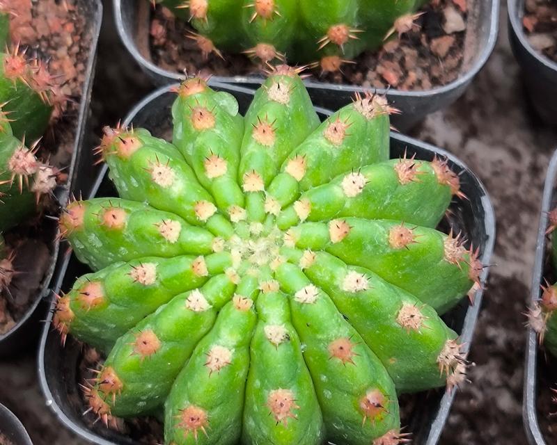 仙人球植物最适合使用哪种类型的盆栽？选择盆栽时应注意什么？
