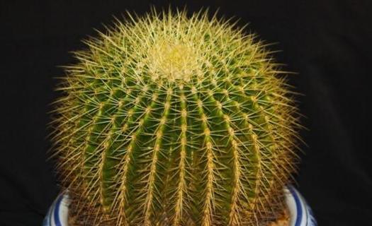 小荆棘仙人球的养殖技巧是什么？