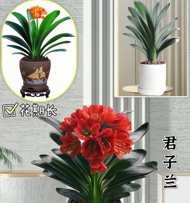 君子兰开花前的预兆是什么？