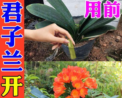 君子兰开花时芽子发黄是什么原因？如何解决？