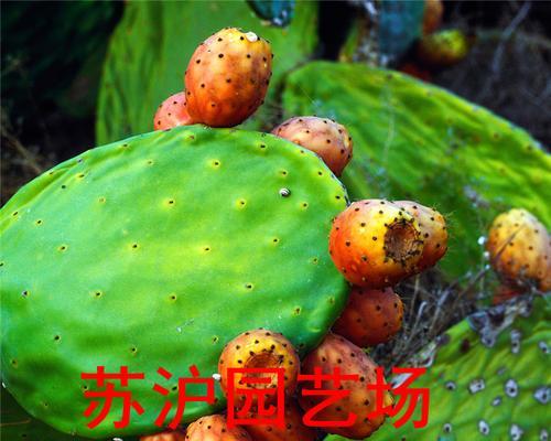 仙人掌果树苗盆栽的养护方法是什么？如何保证其正常生长？