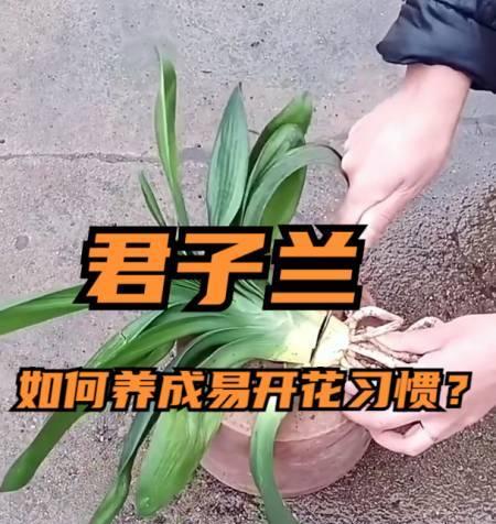 冰箱里放君子兰好吗？冬季养护技巧是什么？