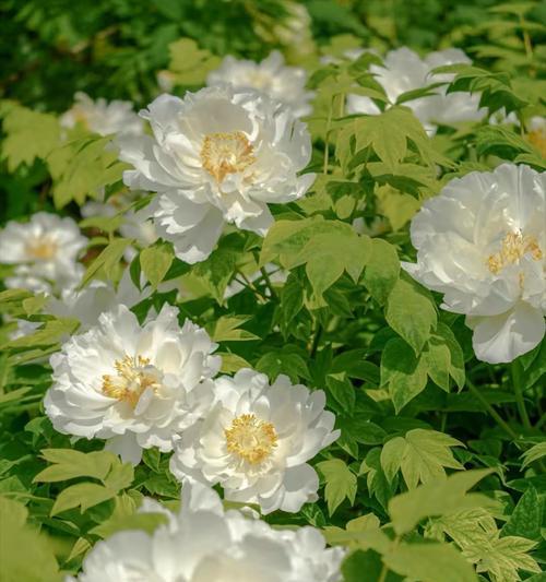 春节期间常见的牡丹花品种有哪些？各自的特色是什么？