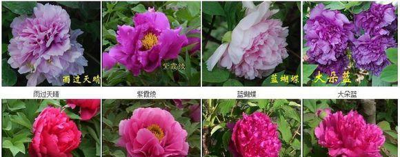 春节期间常见的牡丹花品种有哪些？各自的特色是什么？
