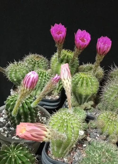 仙人球能防蚧壳虫吗？如何正确养殖仙人球以防止害虫？