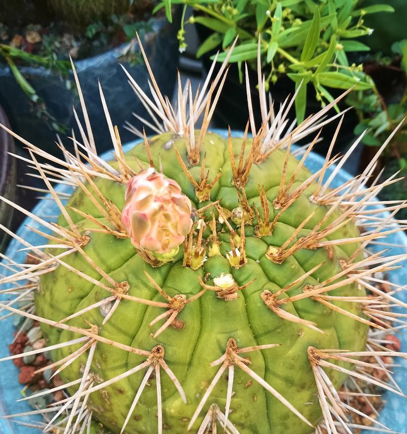 仙人球能防蚧壳虫吗？如何正确养殖仙人球以防止害虫？