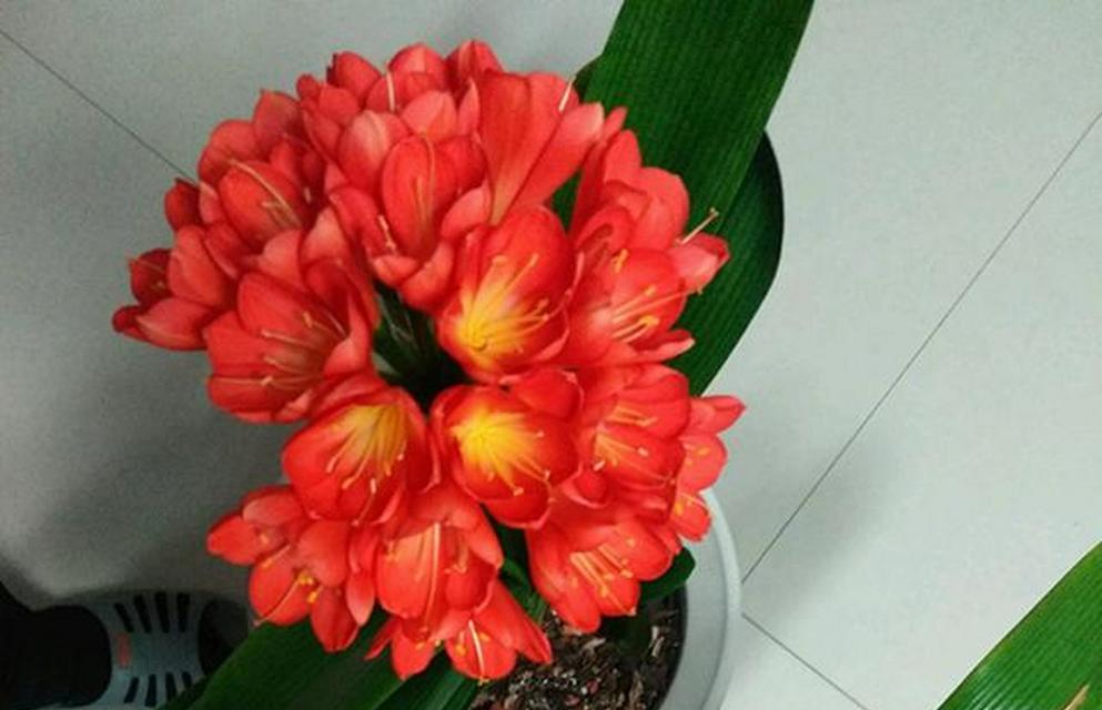 君子兰开花规律是什么？有哪些独特特点？