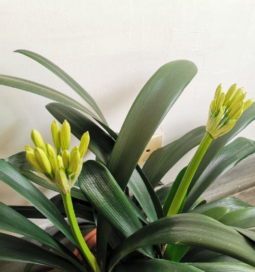 君子兰开花规律是什么？有哪些独特特点？