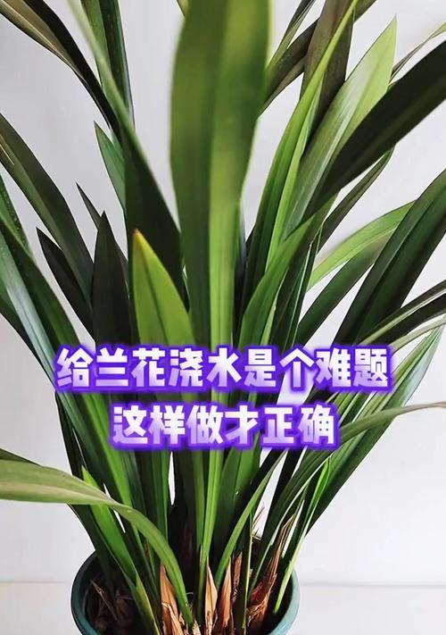 君子兰可以浇白酒吗？正确的浇水方法是什么？