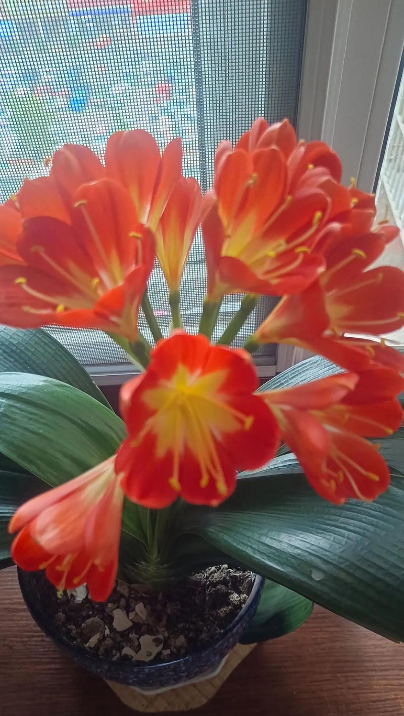 君子兰小崽多久能开花？