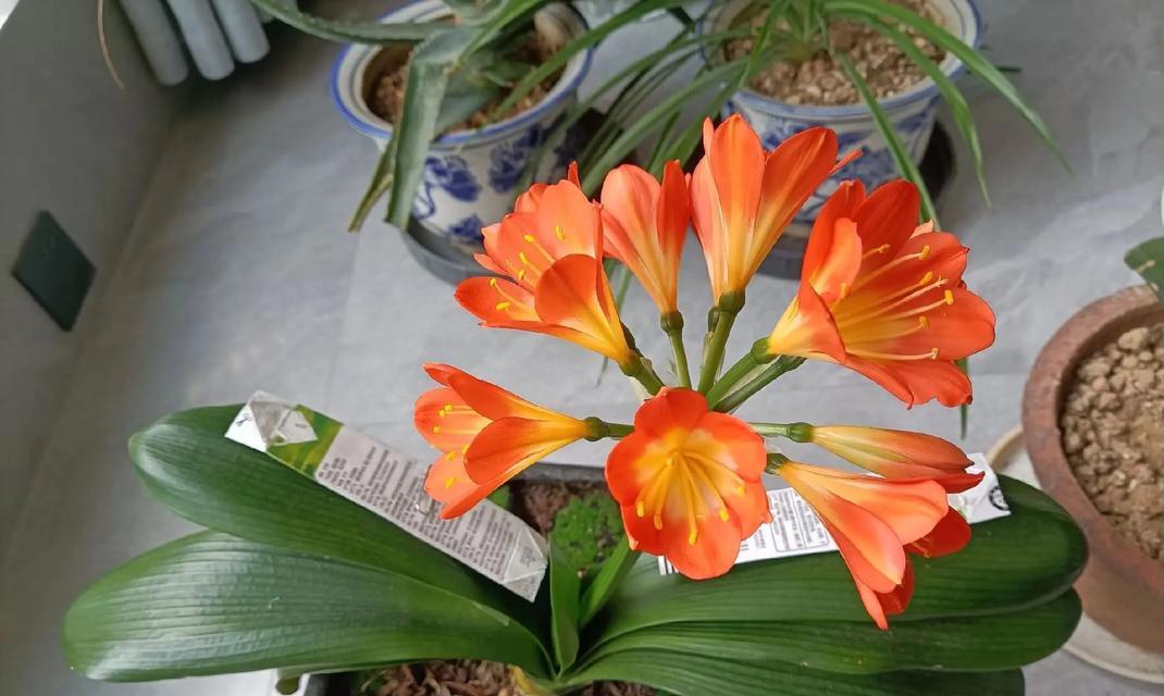 君子兰小崽多久能开花？