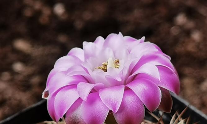 牡丹花过早开花的原因是什么？如何预防？