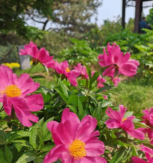 牡丹花过早开花的原因是什么？如何预防？