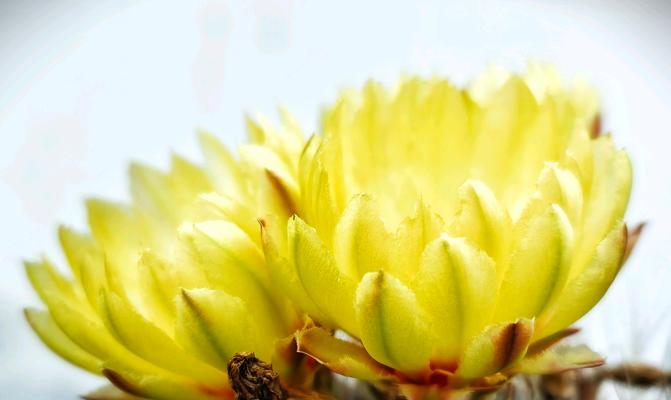 仙人球白色花蕊发黄是什么原因？如何解决？