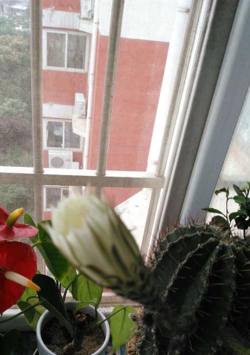 仙人球白色花蕊发黄是什么原因？如何解决？