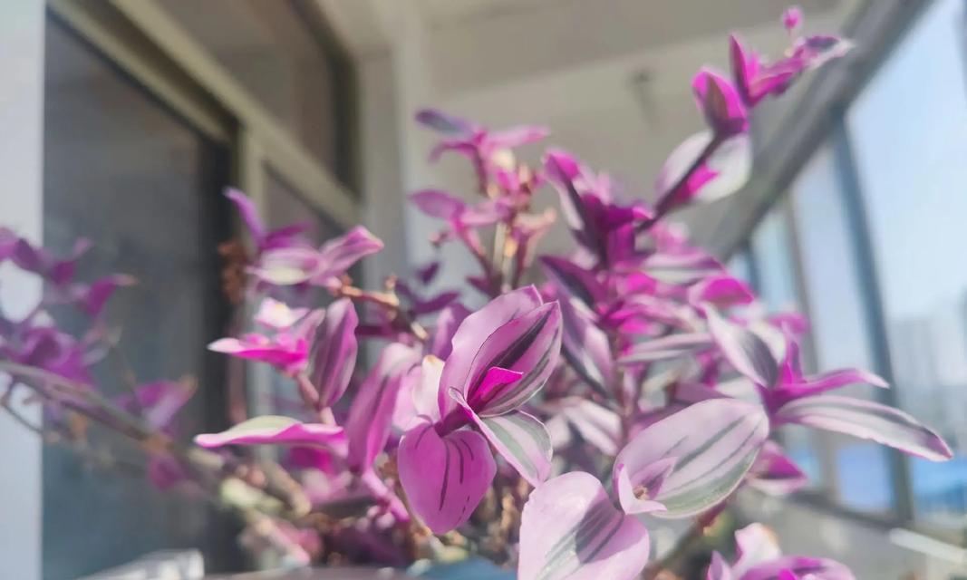 仙人球白色花蕊发黄是什么原因？如何解决？