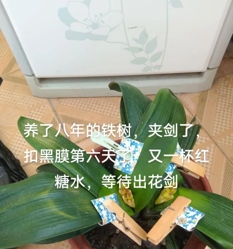 浇灌君子兰使用啤酒的最佳方法是什么？