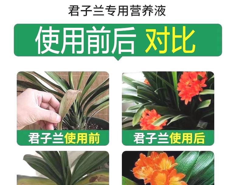 君子兰掉叶子后如何恢复？需要采取哪些措施？