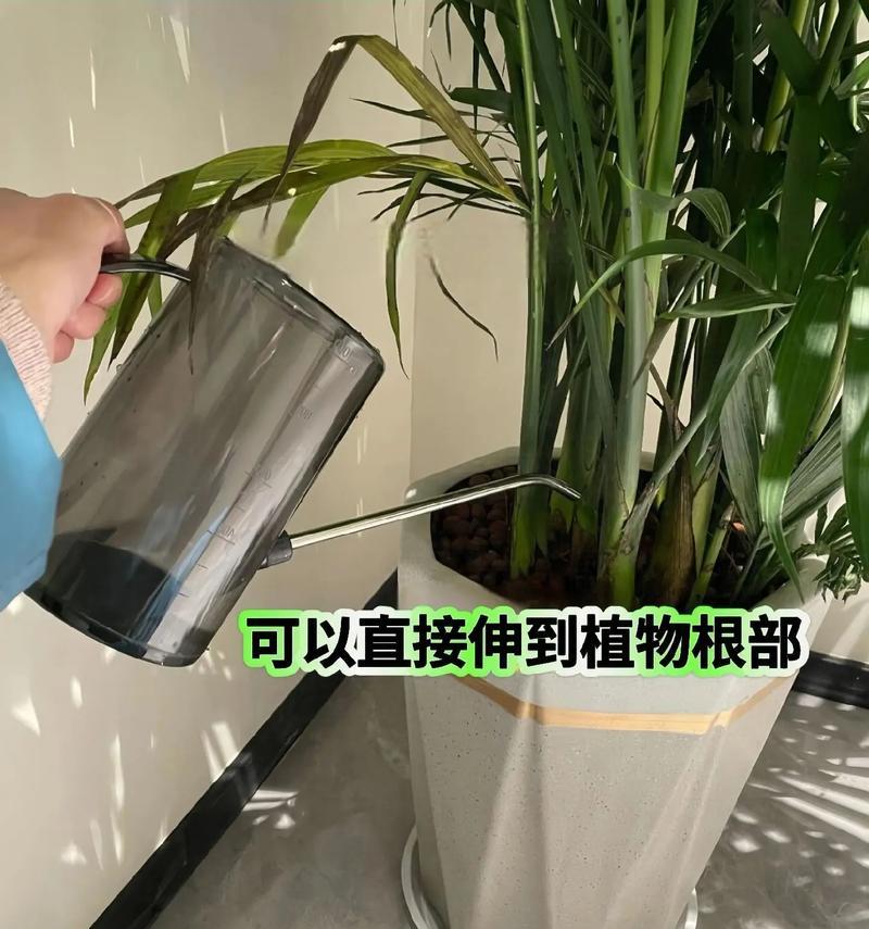 君子兰浇水小水壶的正确使用方法是什么？