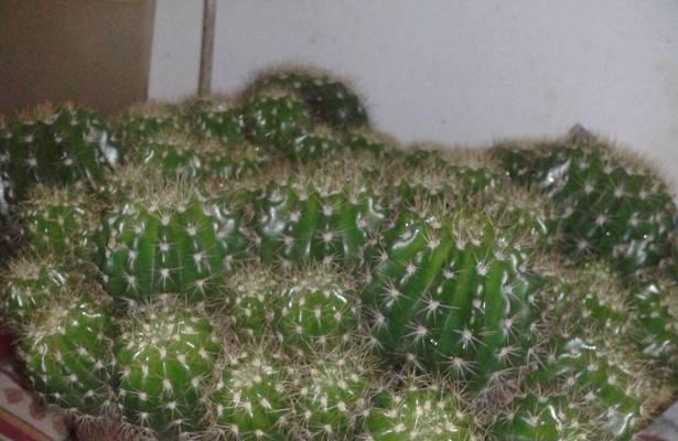 仙人球如何才能长得又大又圆？需要哪些特别的养护技巧？