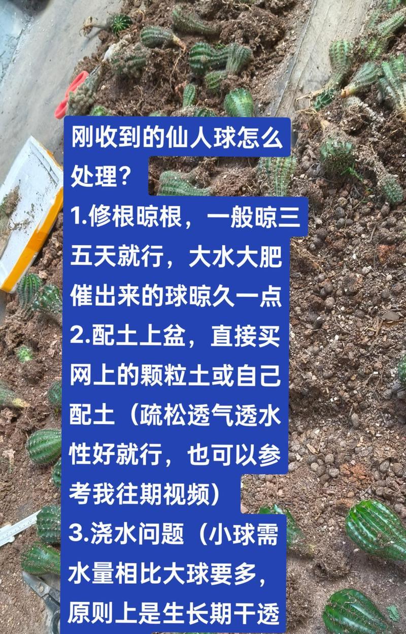 仙人球如何才能长得又大又圆？需要哪些特别的养护技巧？