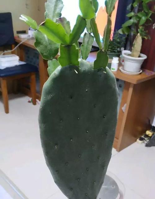 嫁接仙人掌花开后如何处理？有哪些后续管理要点？