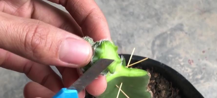 嫁接仙人掌花开后如何处理？有哪些后续管理要点？