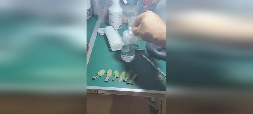 嫁接仙人掌花开后如何处理？有哪些后续管理要点？