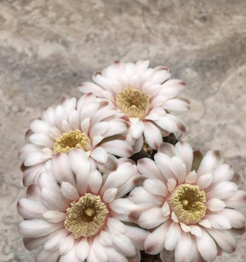 青品牡丹仙人球开花的秘诀是什么？