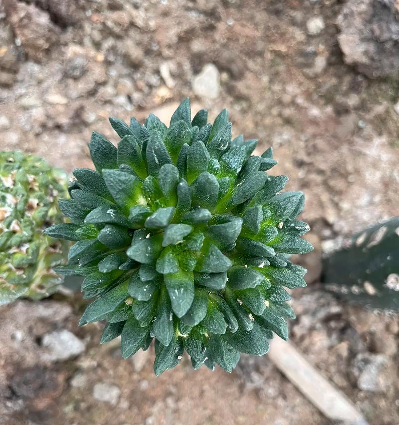 青品牡丹仙人球开花的秘诀是什么？
