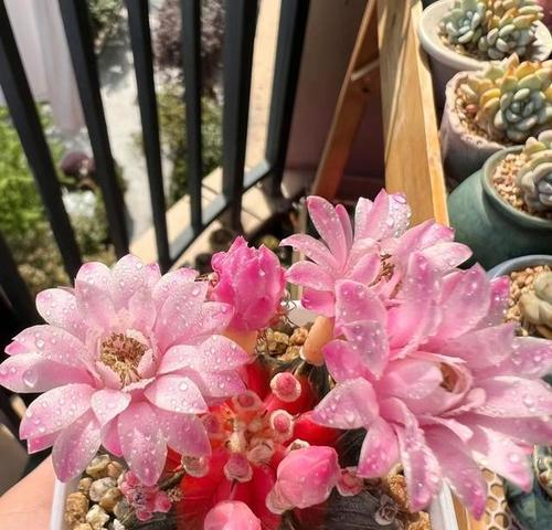 青品牡丹仙人球开花的秘诀是什么？