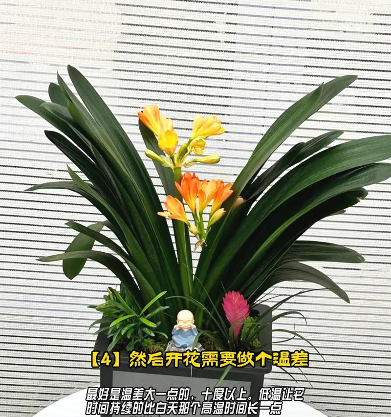 君子兰反复开花的原因是什么？