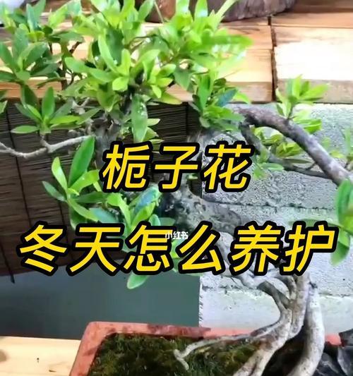 冬天块根植物仙人球的养护要点是什么？如何安全过冬？