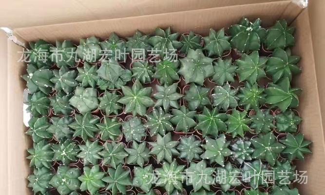 龟甲仙人球种子种植的步骤是什么？