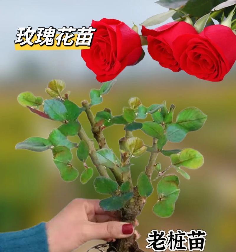 小花子玫瑰花的养护方法是什么？需要注意什么？