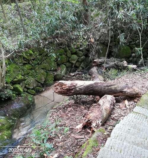 玫瑰花黑沙灯光怎么养护？黑沙灯光下玫瑰花的正确养护方法是什么？