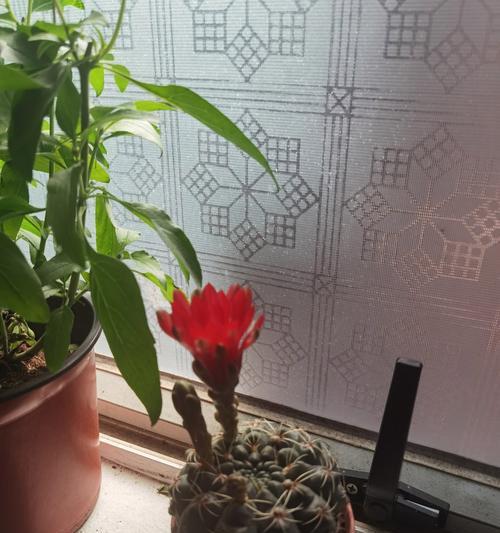仙人掌盆栽出现白毛怎么办？如何促进开花？