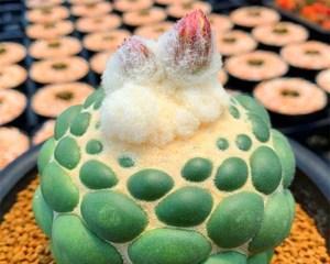 哪种仙人球是不能触摸的？它的品种名称是什么？