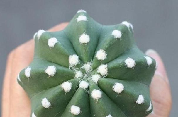 哪种仙人球是不能触摸的？它的品种名称是什么？