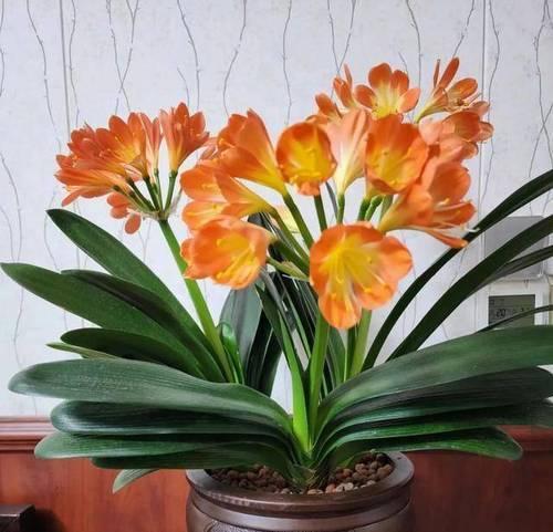 我家养的君子兰开花了怎么办？如何维护？