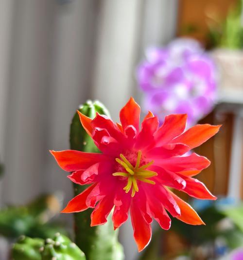 仙人掌粉花朵是否有毒？