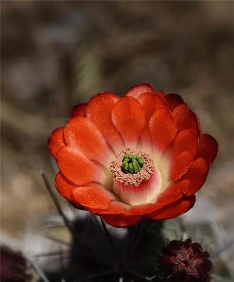 仙人掌粉花朵是否有毒？
